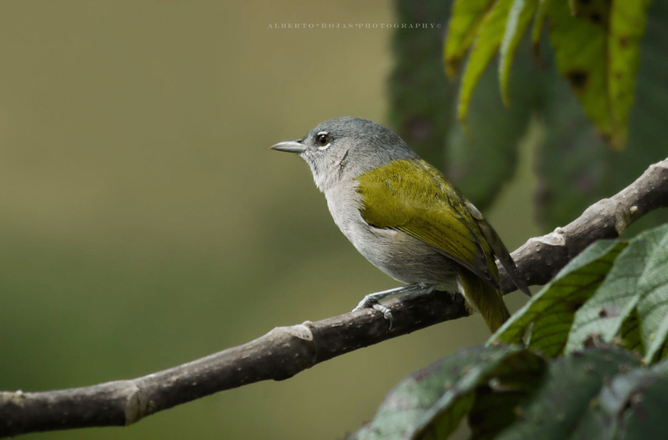 3in1: Los Haitises N. Park + Waterfalls + Montaña Redonda - Image 5