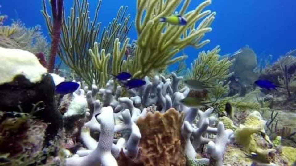 Catalina Island: Day Trip - Best Snorkeling! - Image 3