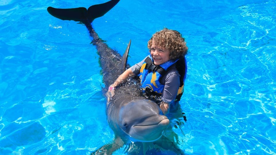 Punta Cana: Dolphin Discovery Swims and Encounters - Image 13