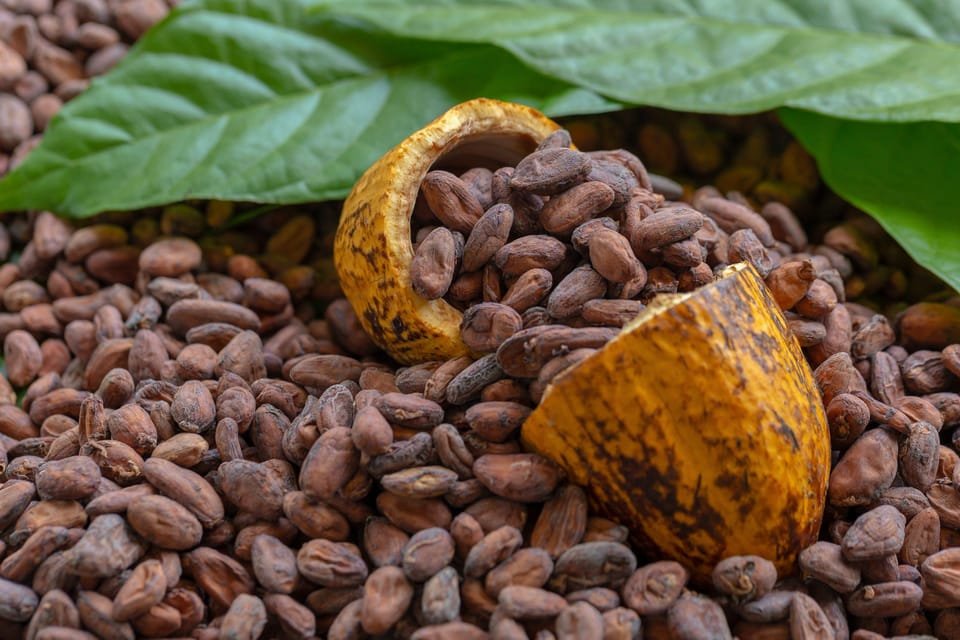 Punta Cana: Higuey, Coffee and Cocoa Tasting Tour with Lunch - Image 14
