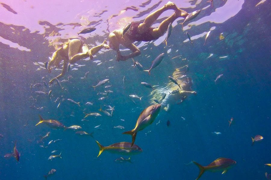 Punta Cana: Full-Day Snorkeling Tour to Catalina Island - Image 15