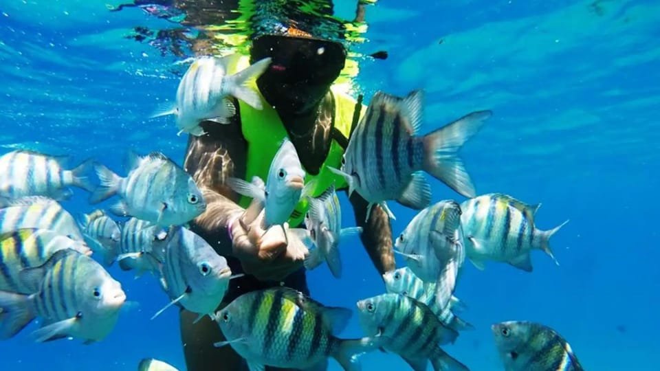 Catalina Island: Day Trip - Best Snorkeling! - Image 4