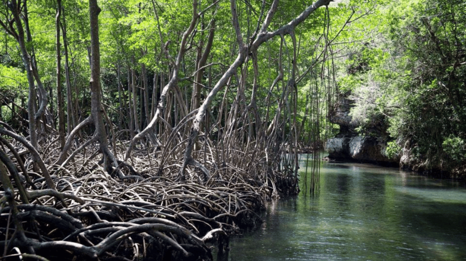 Las Terrenas: Just Los Haitises Boat and Walking Tour - Image 11