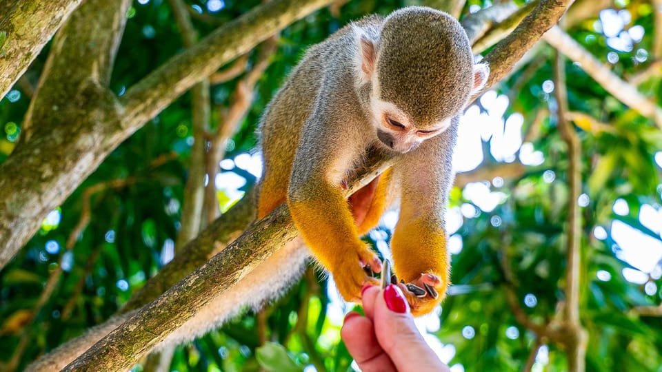 From Bayahibe: Half Day Monkeyland Safari - Image 4