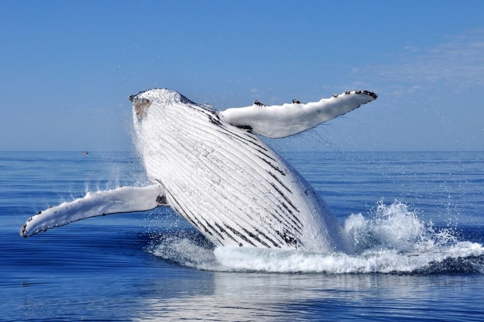 From Punta Cana: Whale Watching and Montana Redonda Tour