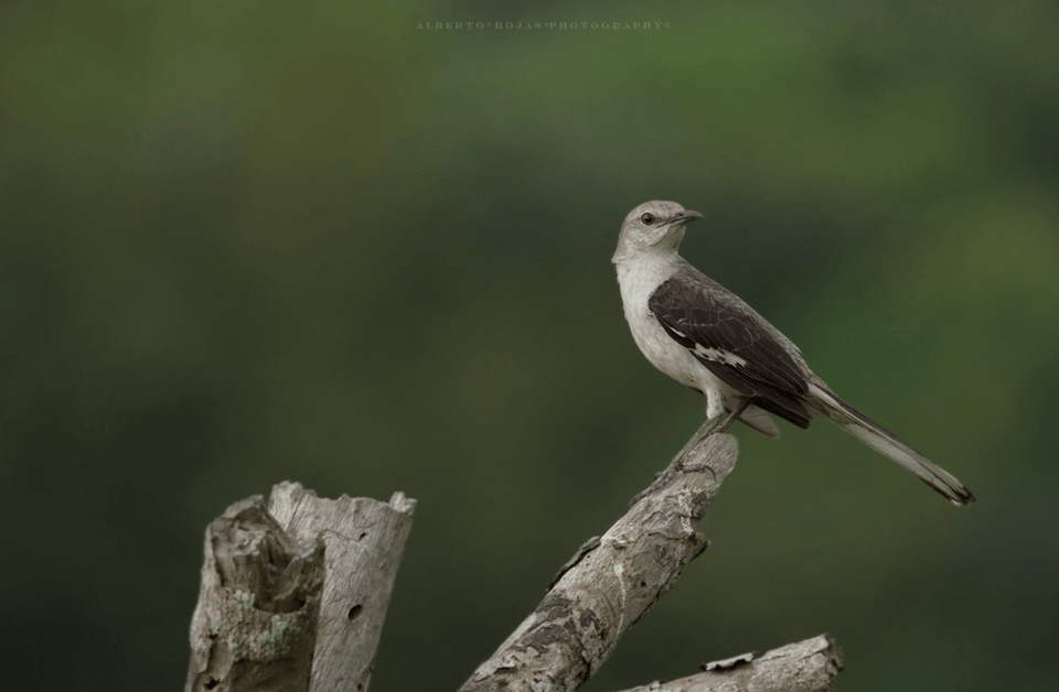 3in1: Los Haitises N. Park + Waterfalls + Montaña Redonda - Image 4