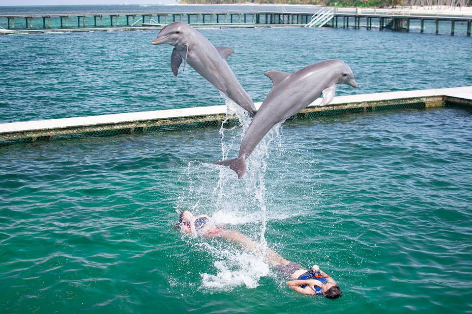 Punta Cana: Dolphin Explorer Swims and Interactions - Image 5