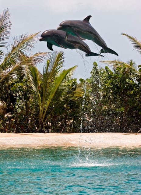 Dolphin Encounter at Ocean World, Puerto Plata - Image 6