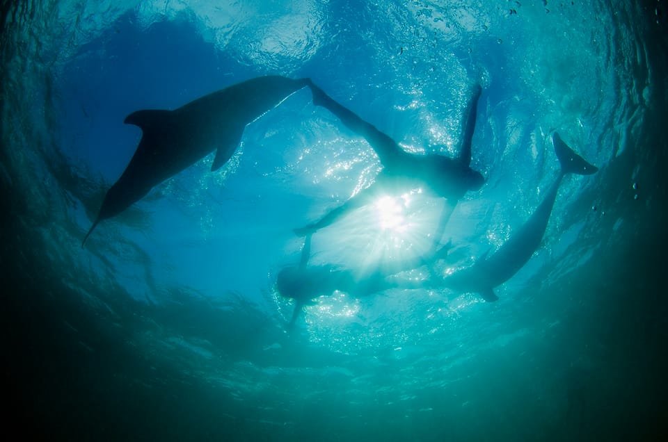 Punta Cana: Dolphin Explorer Swims and Interactions - Image 6