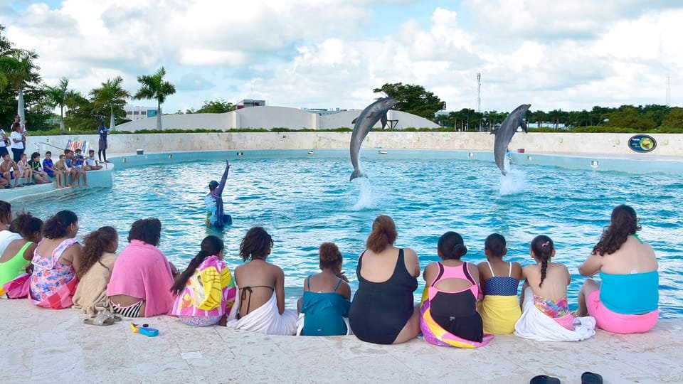Punta Cana: Dolphin Discovery Swims and Encounters - Image 7