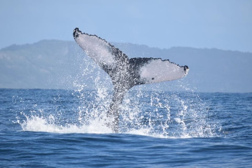 From Punta Cana: Whale Watching and Montana Redonda Tour - Image 7