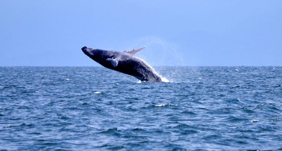 From Punta Cana: Whale Watching and Montana Redonda Tour - Image 8