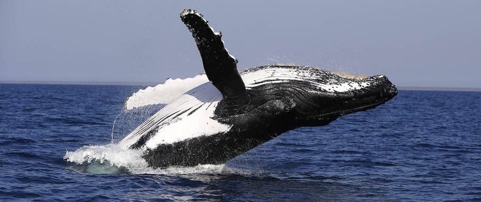 From Punta Cana: Whale Watching and Montana Redonda Tour - Image 9