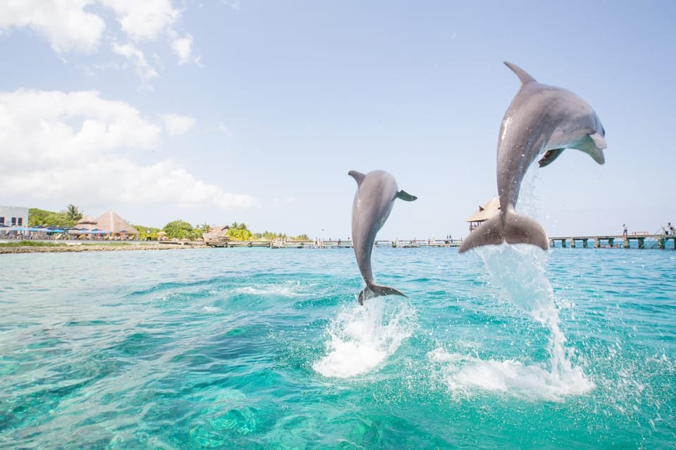 Punta Cana: Dolphin Explorer Swims and Interactions - Image 9