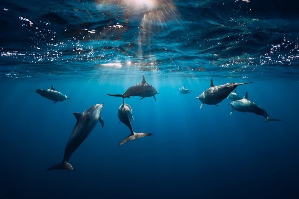 Punta Cana: Dolphin Explorer Swims and Interactions - Image 10