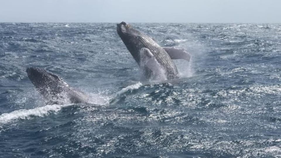 From Punta Cana: Whale Watching and Montana Redonda Tour - Image 10