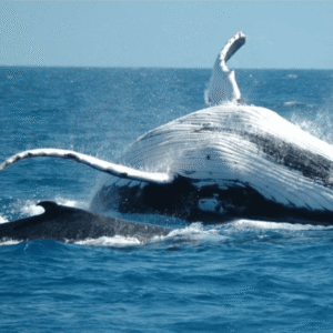 From Punta Cana: Sanctuary Whale Watching Day Trip