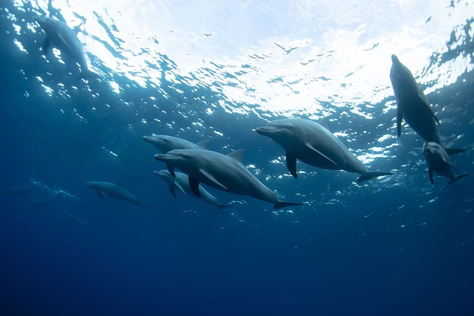 Punta Cana: Dolphin Explorer Swims and Interactions - Image 2