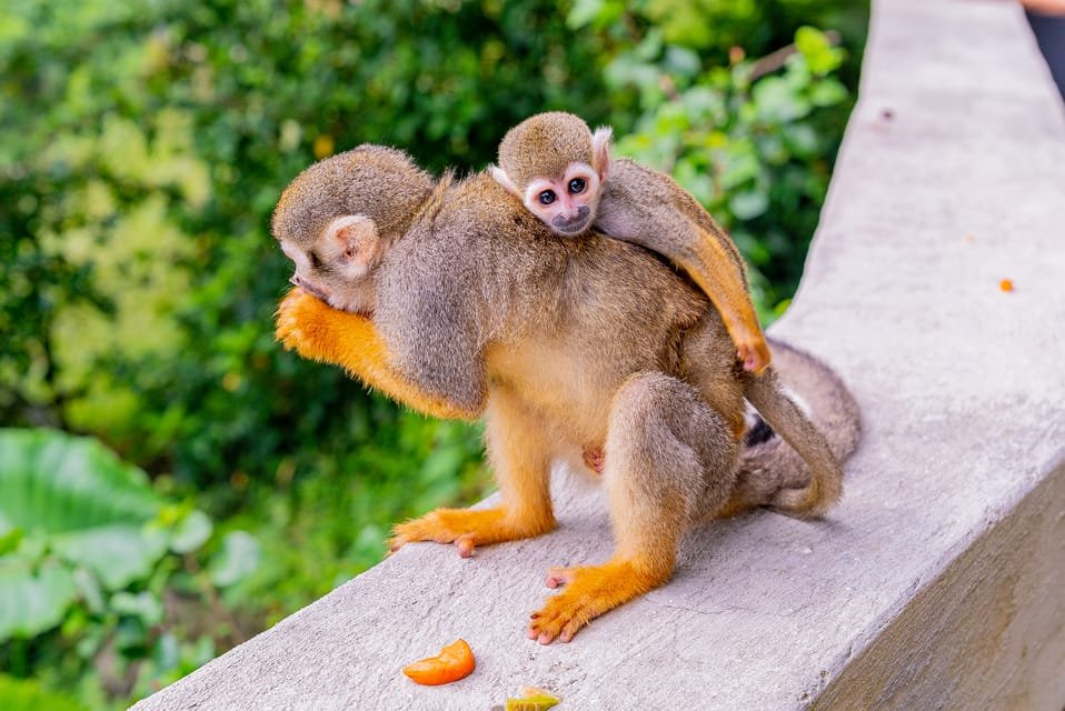 From Bayahibe: Half Day Monkeyland Safari - Image 2