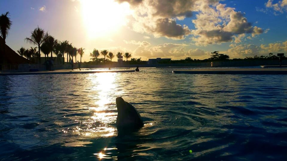 Punta Cana: Dolphin Discovery Swims and Encounters - Image 12