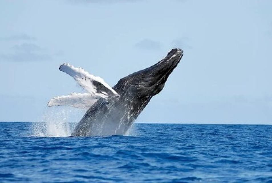 From Punta Cana: Whale Watching and Montana Redonda Tour - Image 11
