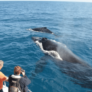 Samana: Whale Watching and Cayo Levantado Full Day Tour
