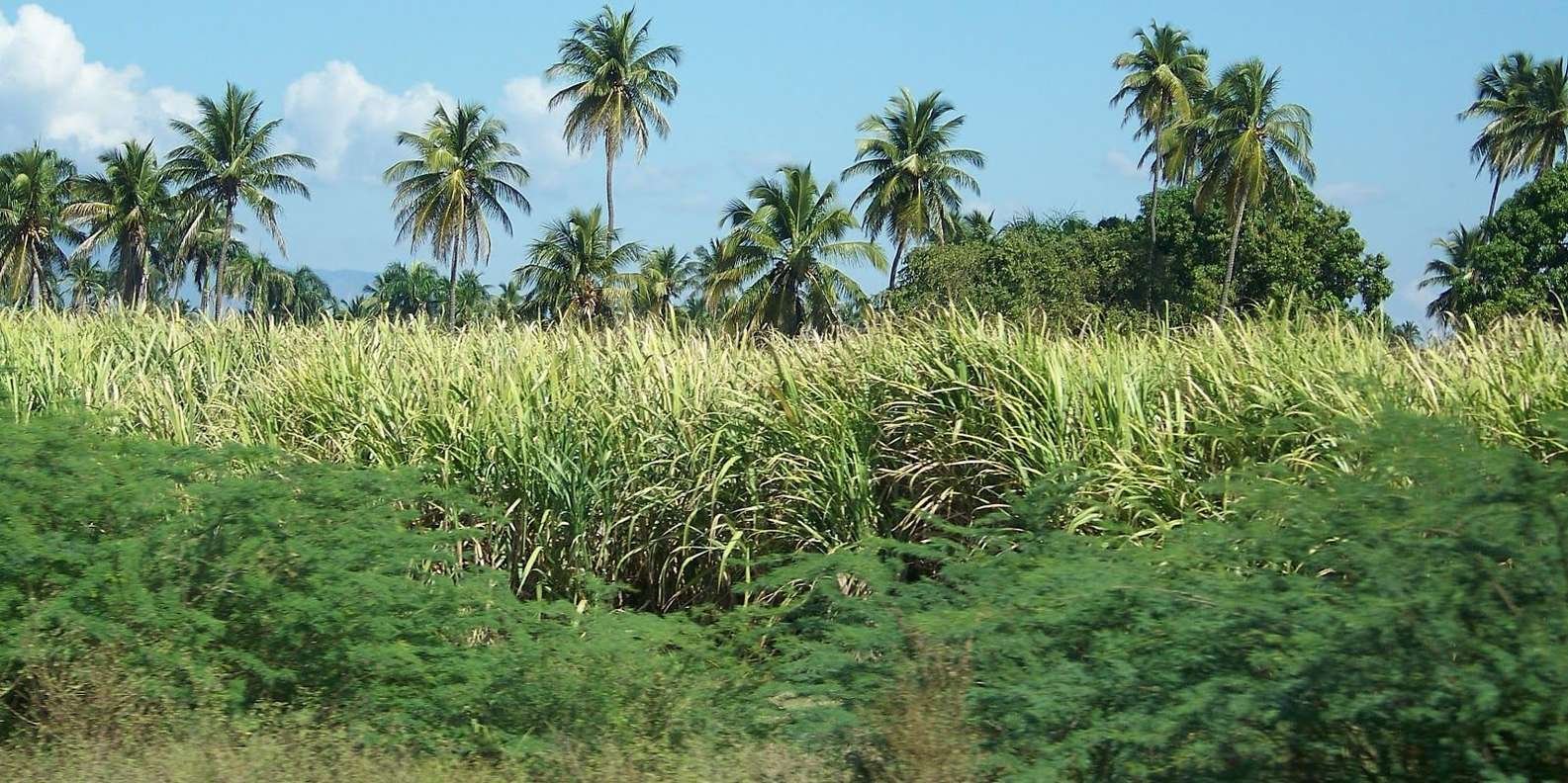 Cabarete: 2-Person Dominican Countryside Buggy Tour - Image 2