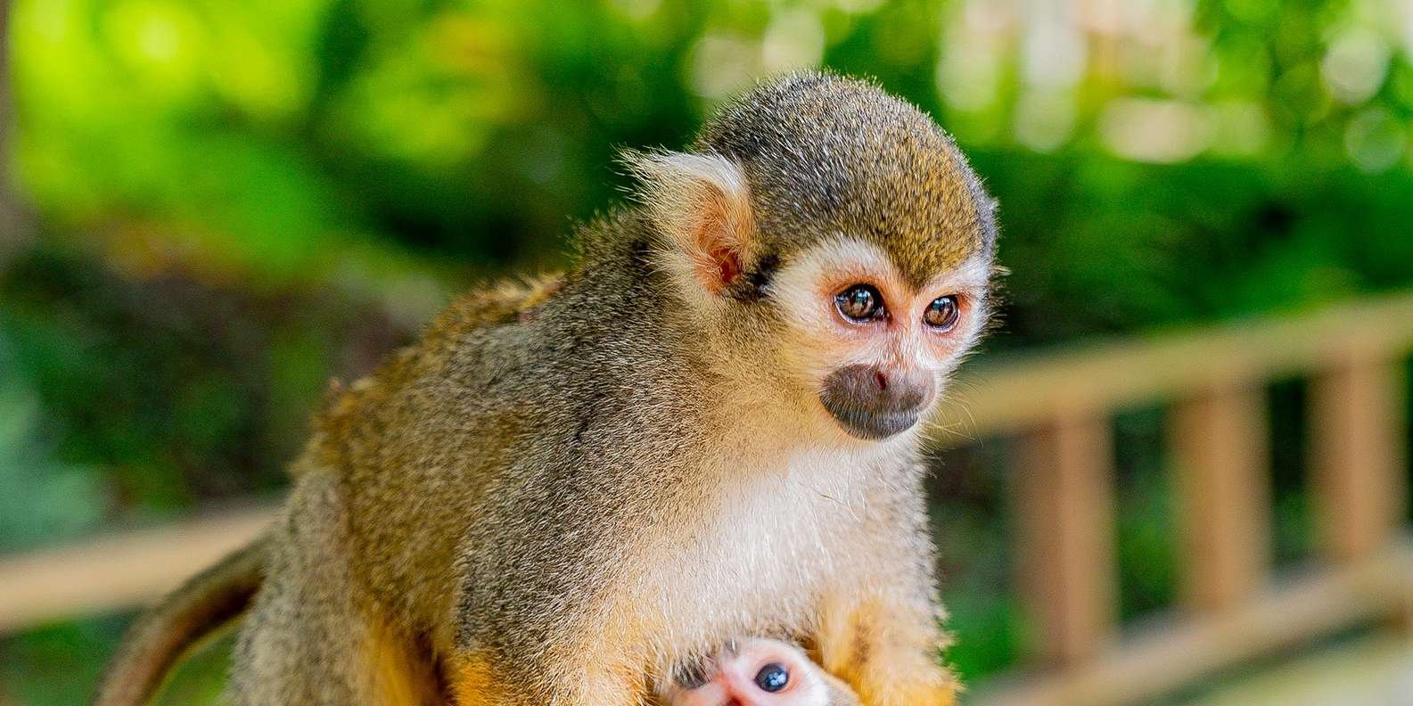 Samaná: Monkeyland and Open-Air Safari Truck Tour - Image 2