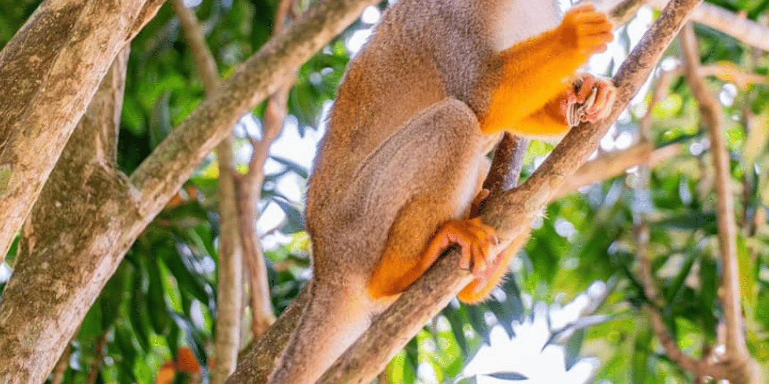 Punta Cana: Half-day tour Monkey Land Safari Tour - Image 2
