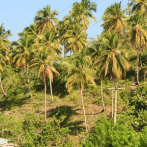 Las Terrenas: Private Coffee Trail ATV Tour in Samana