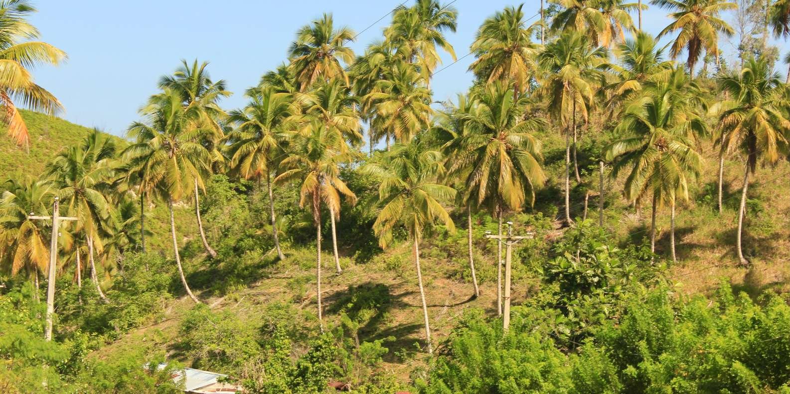 Las Terrenas: Private Coffee Trail ATV Tour in Samana