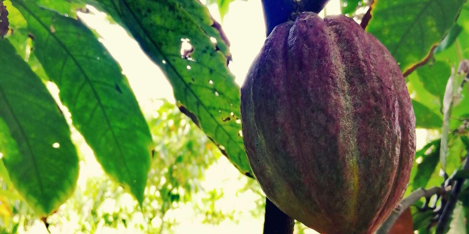 From Puerto Plata Priv: Cocoa, Coffee, Cigars & Local Market - Image 12
