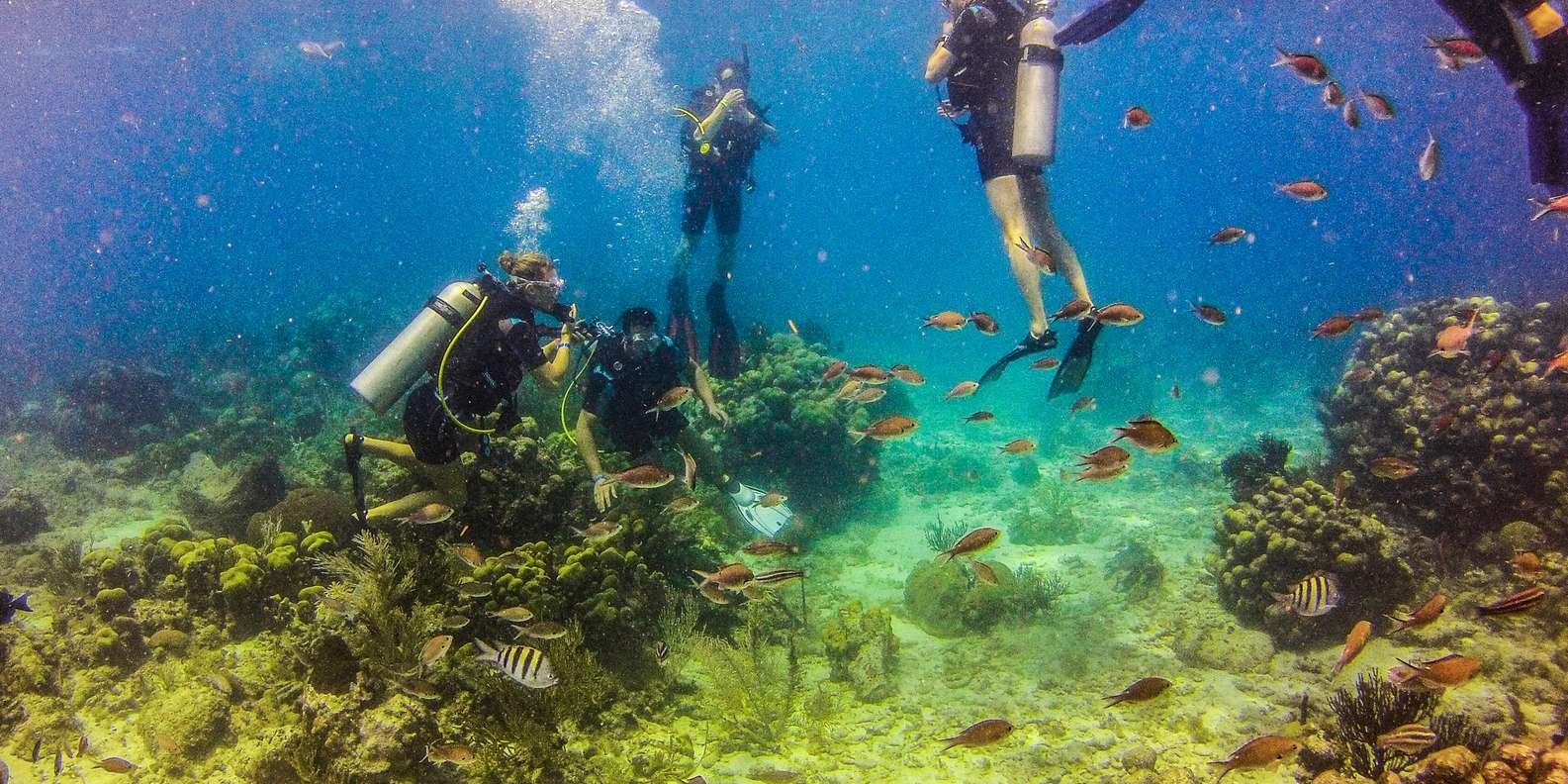 La Romana: Scuba Diving in Catalina Island - Image 13