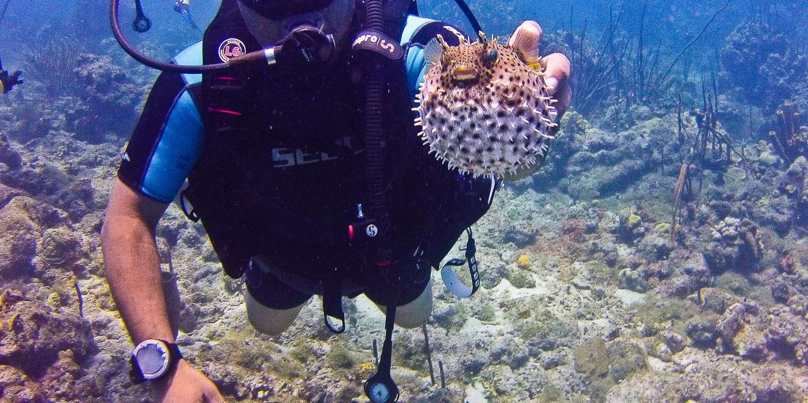 La Romana: Scuba Diving in Catalina Island - Image 15