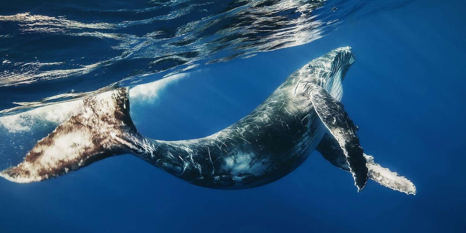 Whale Watching + Cayo Levantado - Image 6