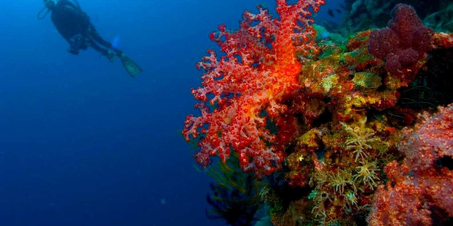 Punta Cana 40ft Recreational Diving Adventure - Image 3