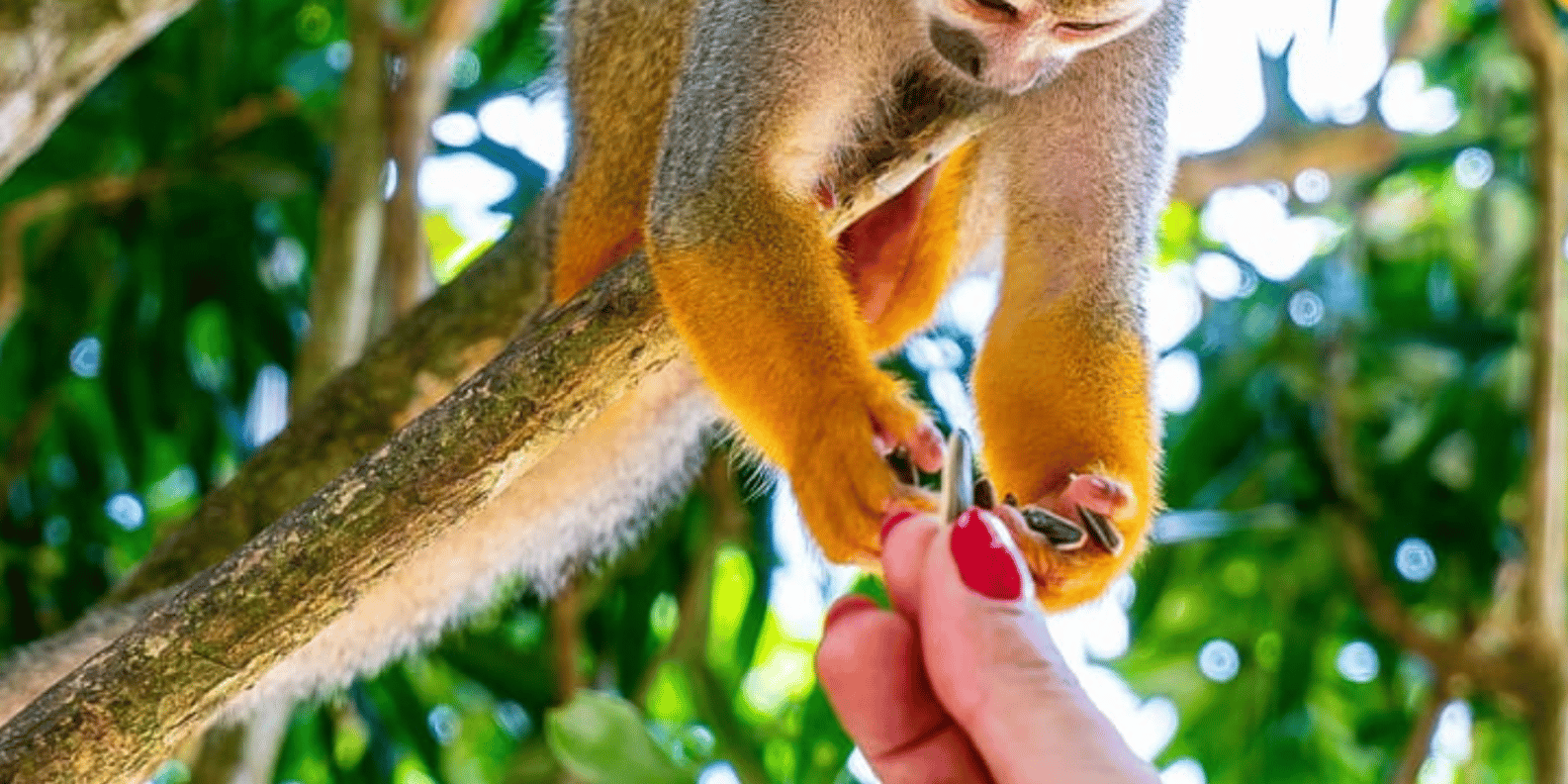 Punta Cana: Half-day tour Monkey Land Safari Tour - Image 4