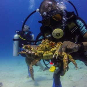 La Romana: Scuba Diving in Catalina Island