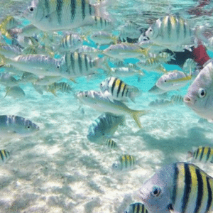 Cayo Arena: Paradise Island Tour Sosua o Cabarete