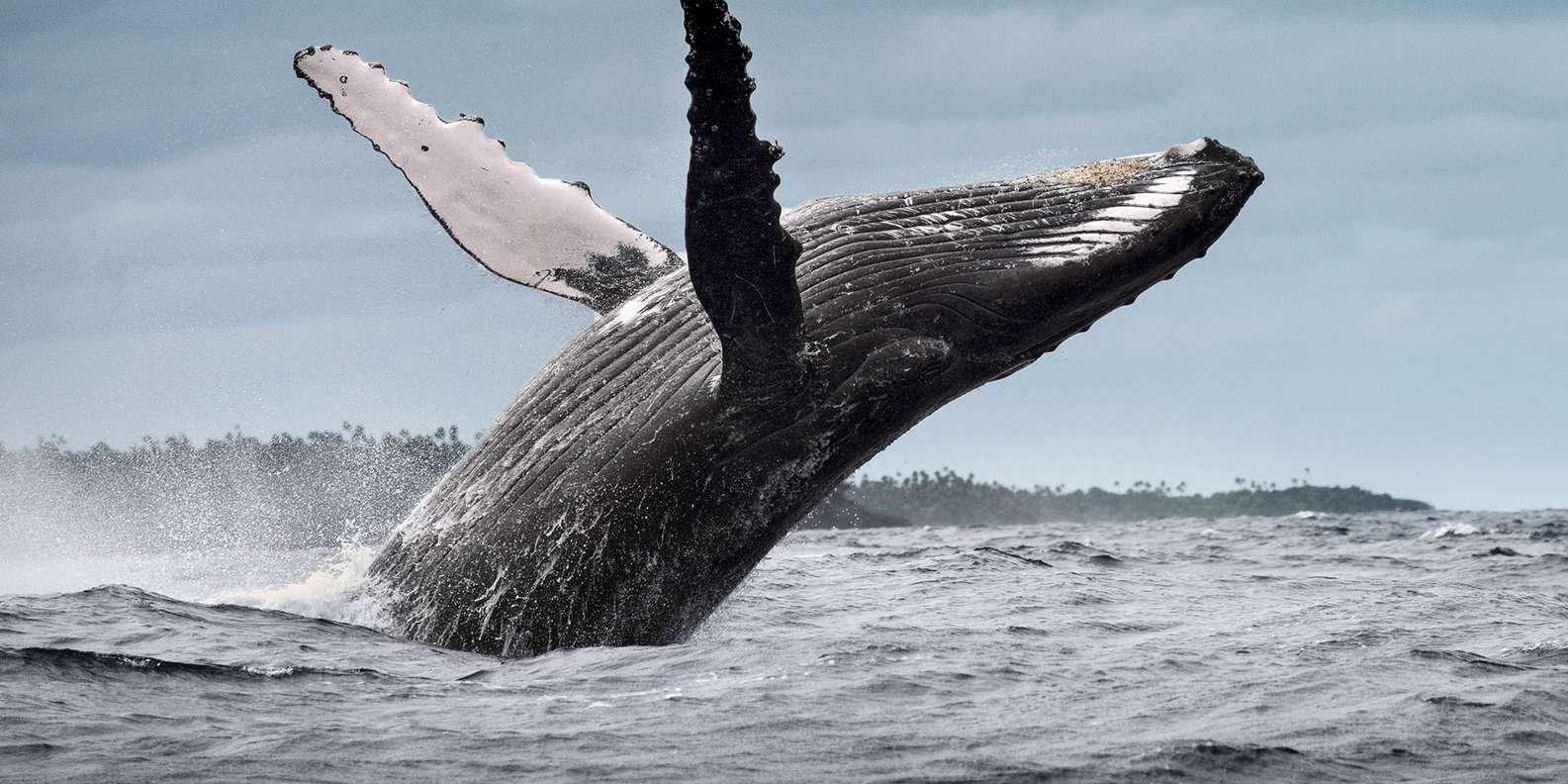 Samana: City Tour + Whale Watching + Cayo Levantado - Image 11