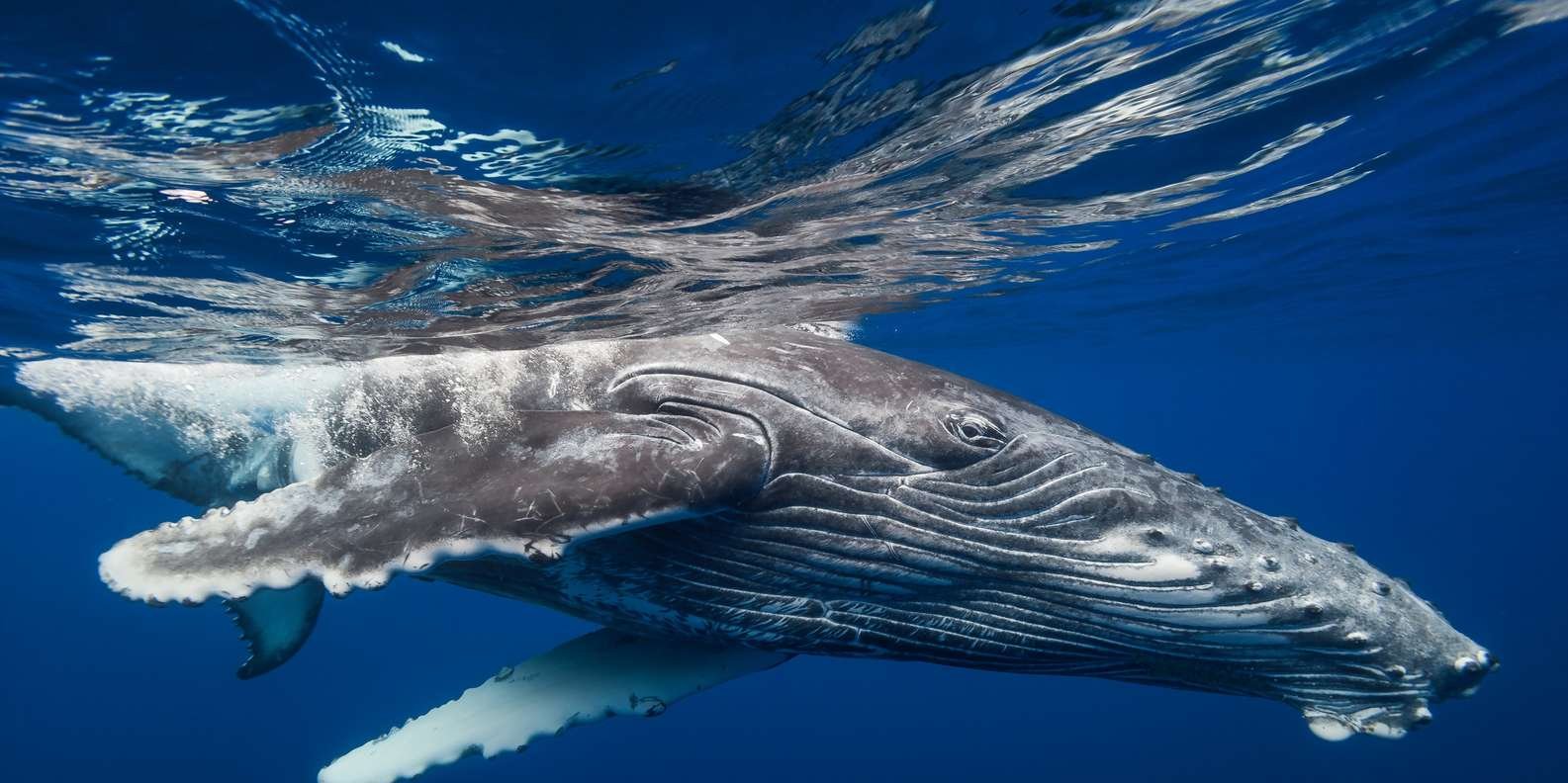Samana: City Tour + Whale Watching + Cayo Levantado - Image 8