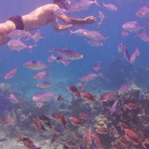Catalina Island Full-Day Snorkeling Tour
