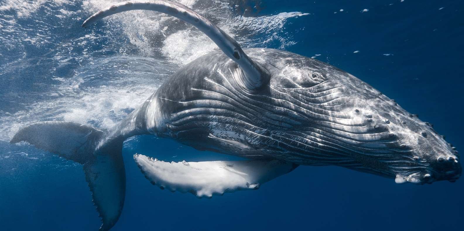 Samana: City Tour + Whale Watching + Cayo Levantado - Image 9