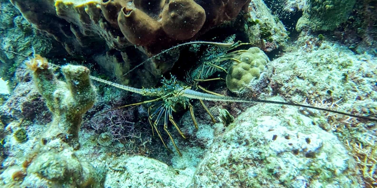 diving without a license catalina island from punta cana - Image 7