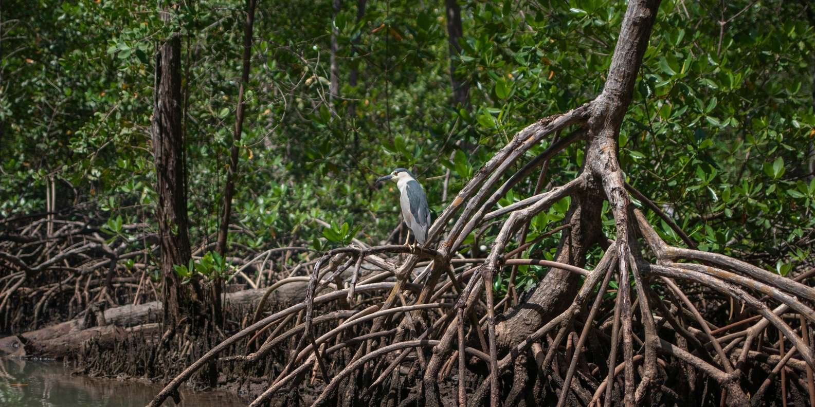 Boca Chica : Los Haitises Guided Hike and Kayaking - Image 12