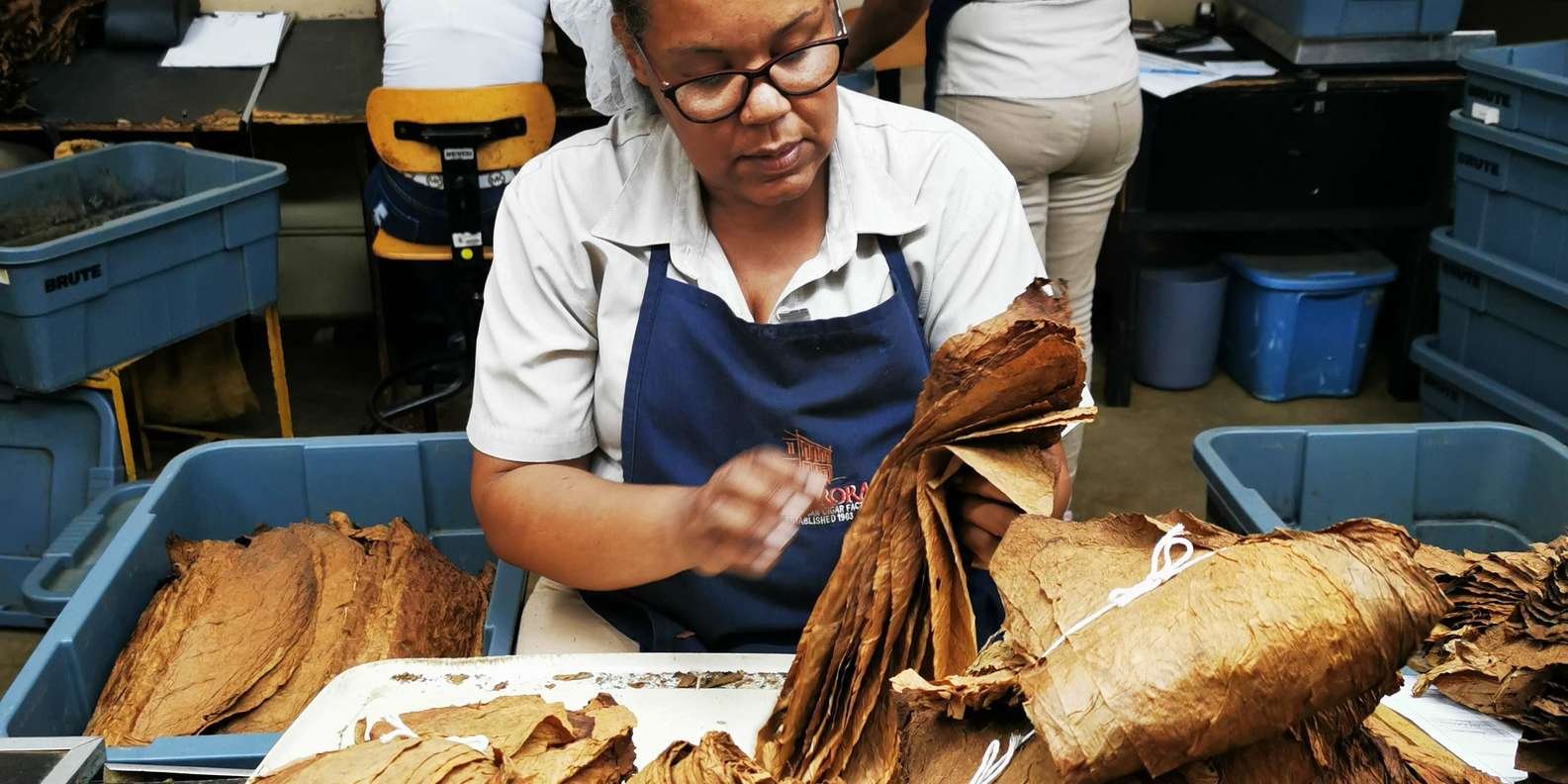 From Puerto Plata Priv: Cocoa, Coffee, Cigars & Local Market - Image 9