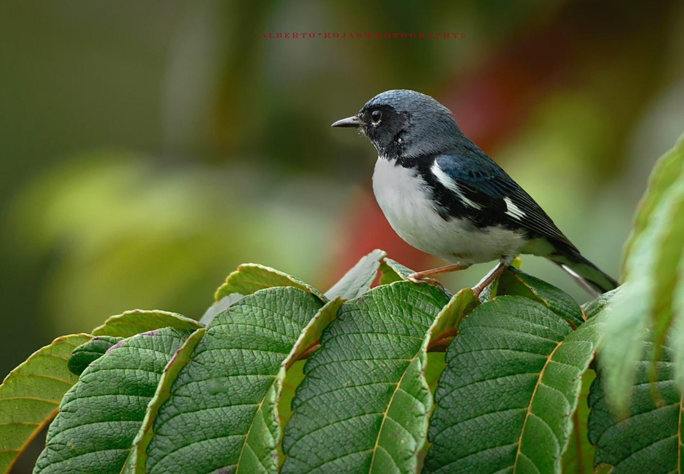 Punta Cana: Bird Watching at Punta Cana Foundation Area - Image 3