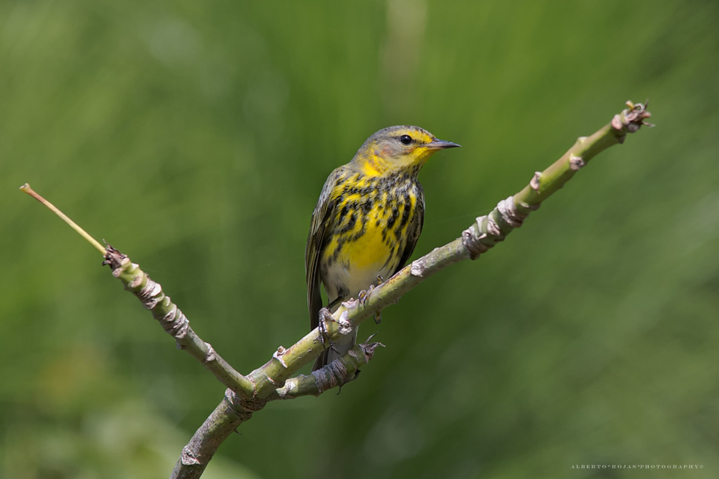Punta Cana: Bird Watching at Punta Cana Foundation Area - Image 4