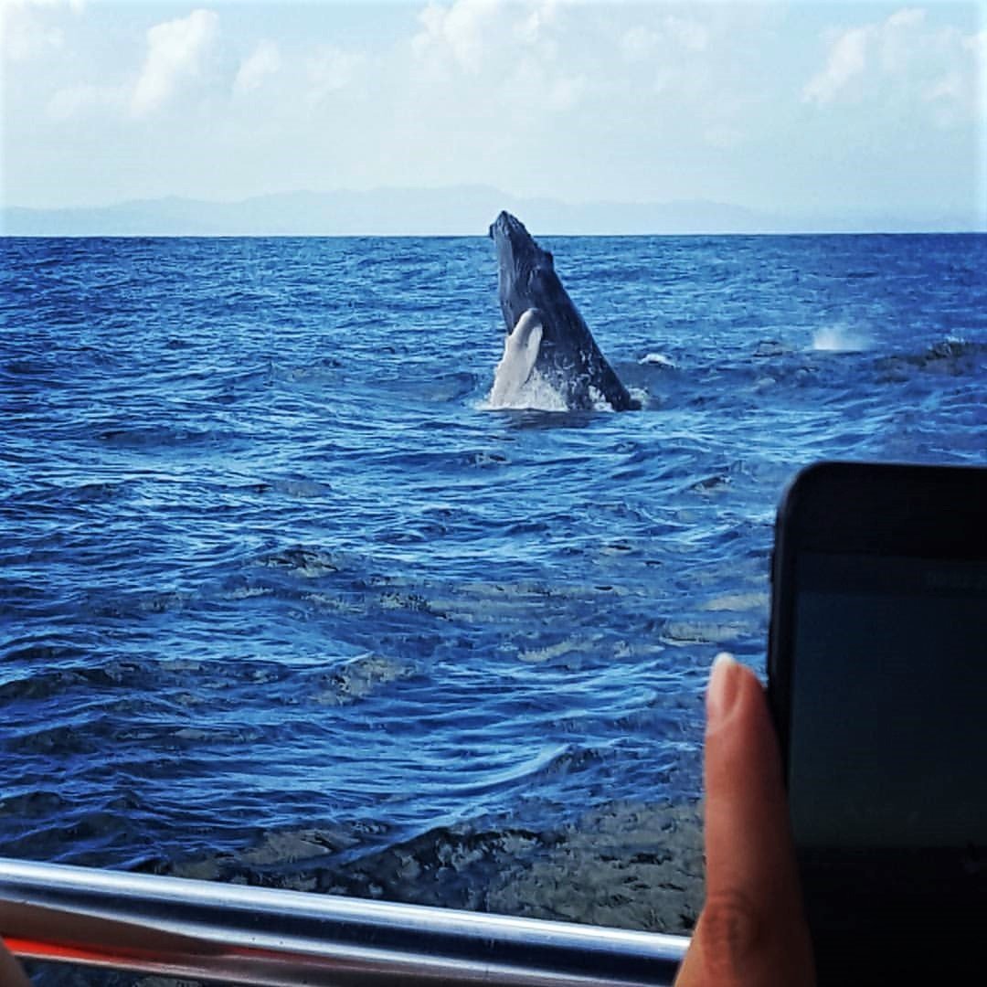 Samaná Whale Watching & Cayo Levantado (Bacardi Island) From Cap Cana - Image 2