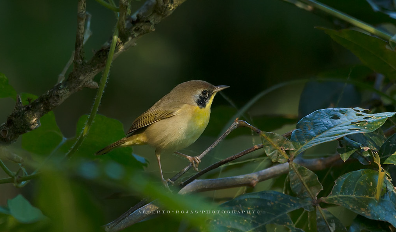Punta Cana: Bird Watching at Punta Cana Foundation Area - Image 5